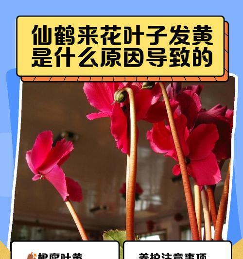 仙客来叶子发黄的常见原因及解决办法？