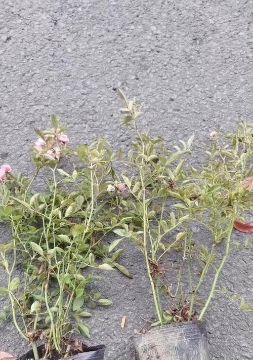 丰花月季的养殖方法和常见问题解答？