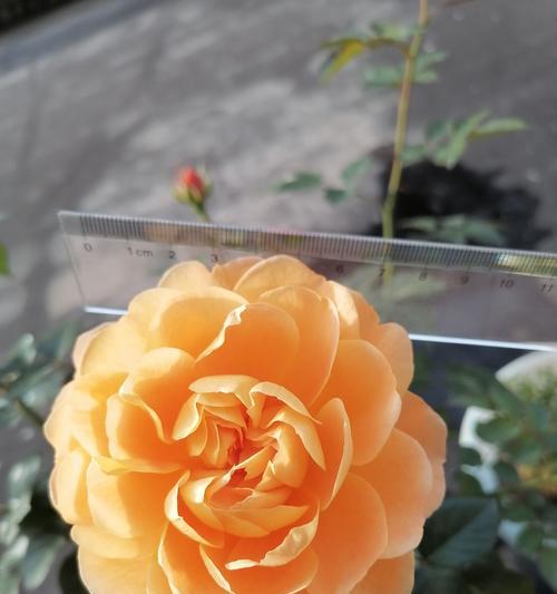 丰花月季的养殖方法和常见问题解答？