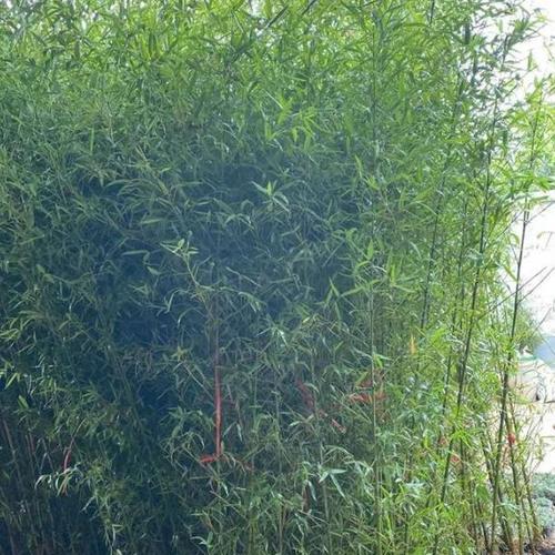 风尾竹的养护技巧有哪些？如何避免叶子变黄？