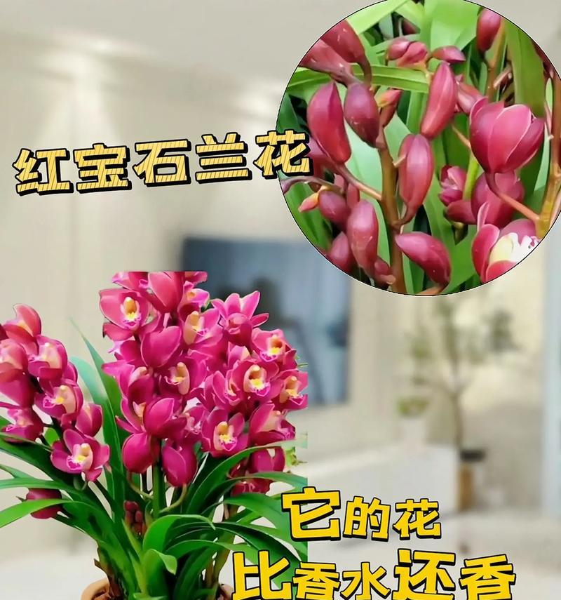 怎么养好兰花？兰花养殖的黄金法则和常见问题有哪些？