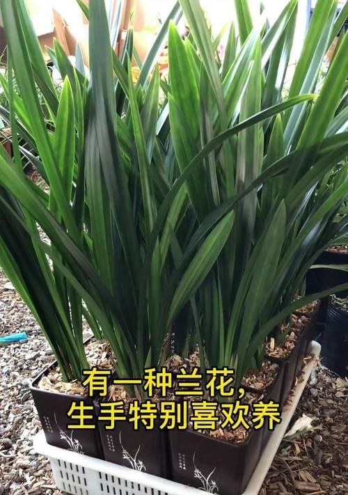 怎么养好兰花？兰花养殖的黄金法则和常见问题有哪些？