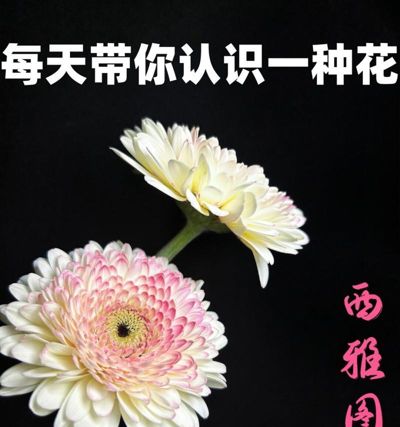菊科科植物有哪些？菊科植物的常见种类和特性是什么？