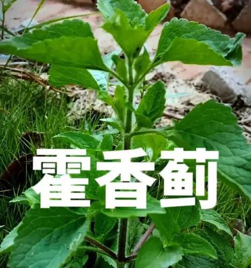 菊科科植物有哪些？菊科植物的常见种类和特性是什么？