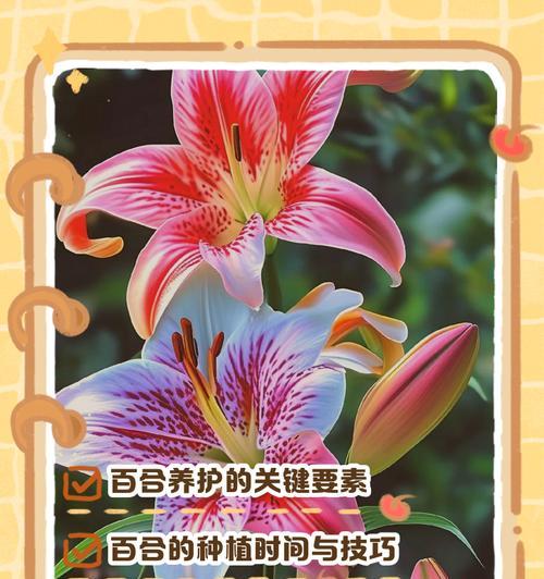 养百合花的正确方法是什么？