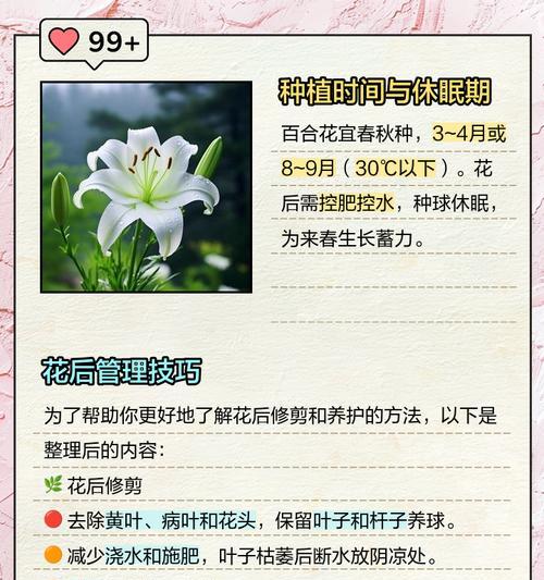 养百合花的正确方法是什么？