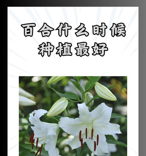 养百合花的正确方法是什么？