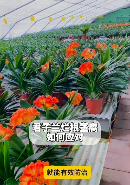 君子兰烂根的处理方法和预防措施？
