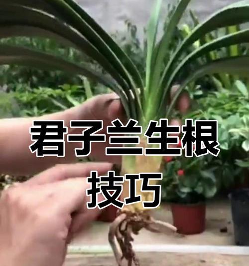 君子兰烂根的处理方法和预防措施？