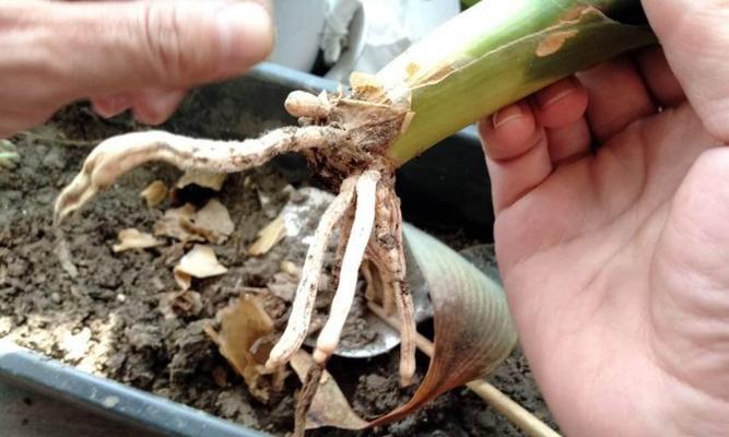 君子兰烂根的处理方法和预防措施？