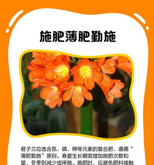 君子兰开花后需要做哪些养护工作？
