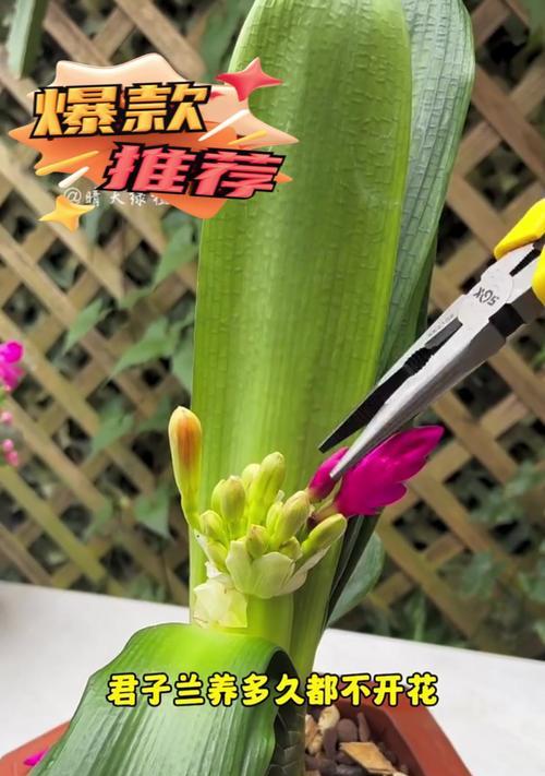 君子兰开花后需要做哪些养护工作？