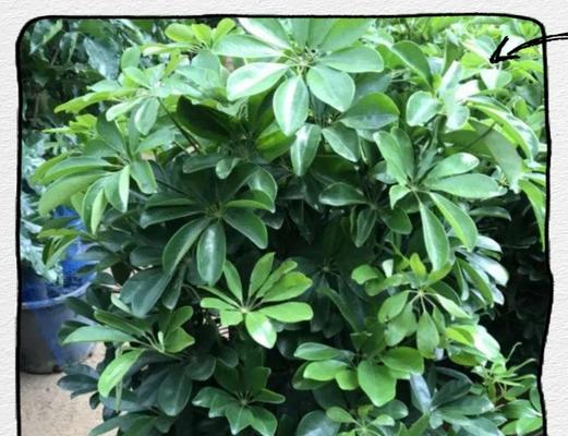 夏天适合种植哪些植物？夏季植物养护的要点是什么？