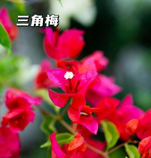 夏天适合种植哪些植物？夏季植物养护的要点是什么？