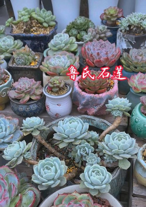 兰石莲的养殖方法有哪些？