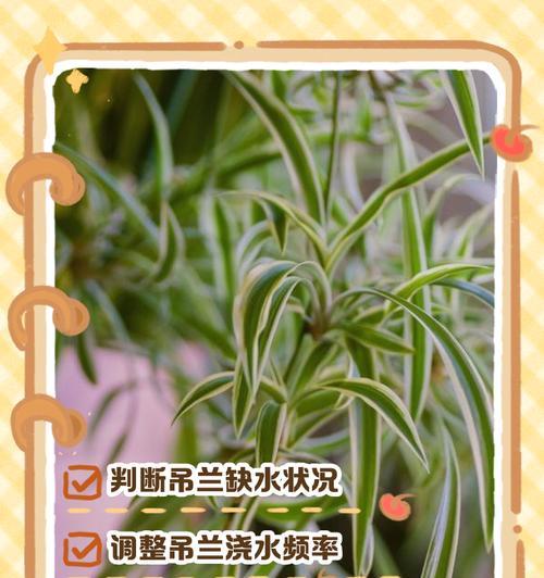 吊兰叶子腐烂的处理方法有哪些？