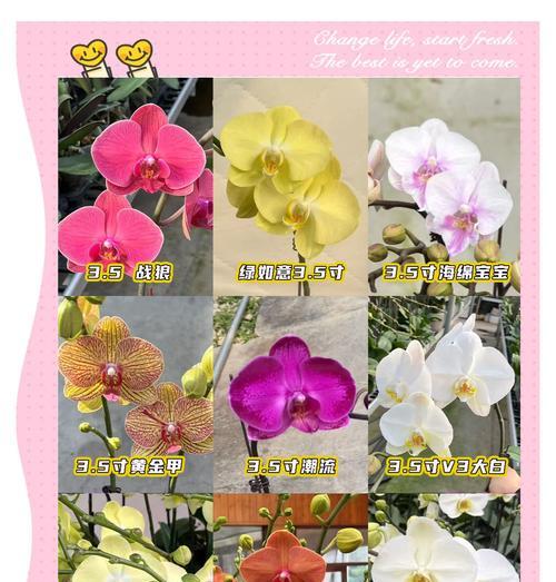 蝴蝶兰花期浇水的正确方法是什么？如何避免过度浇水？