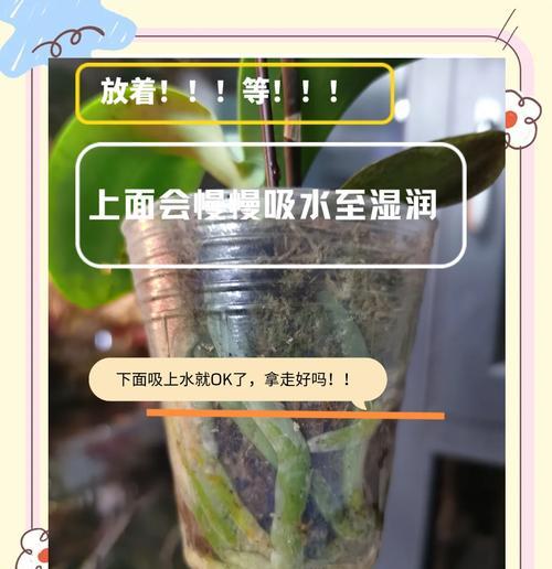 蝴蝶兰花期浇水的正确方法是什么？如何避免过度浇水？