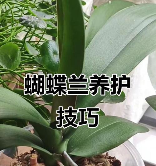 蝴蝶兰花期浇水的正确方法是什么？如何避免过度浇水？