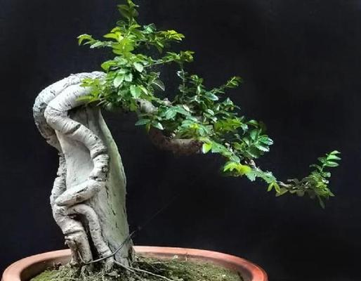 榆树盆景冬季养护技巧有哪些？