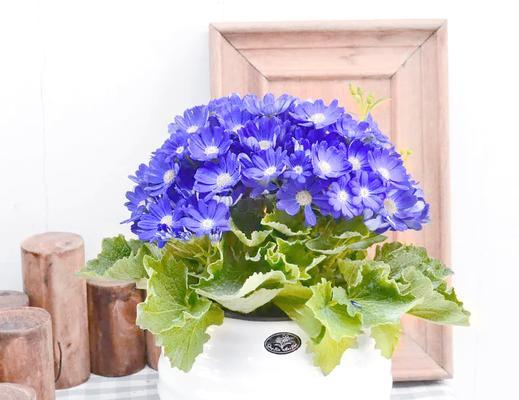 瓜叶菊有哪些品种？瓜叶菊的主要品种有哪些？