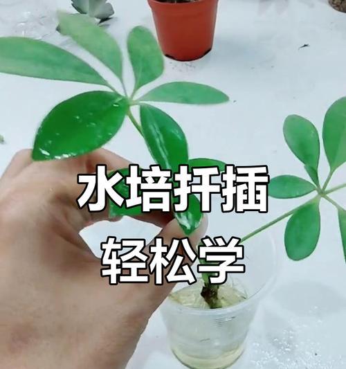 植物快速生根的秘诀是什么？