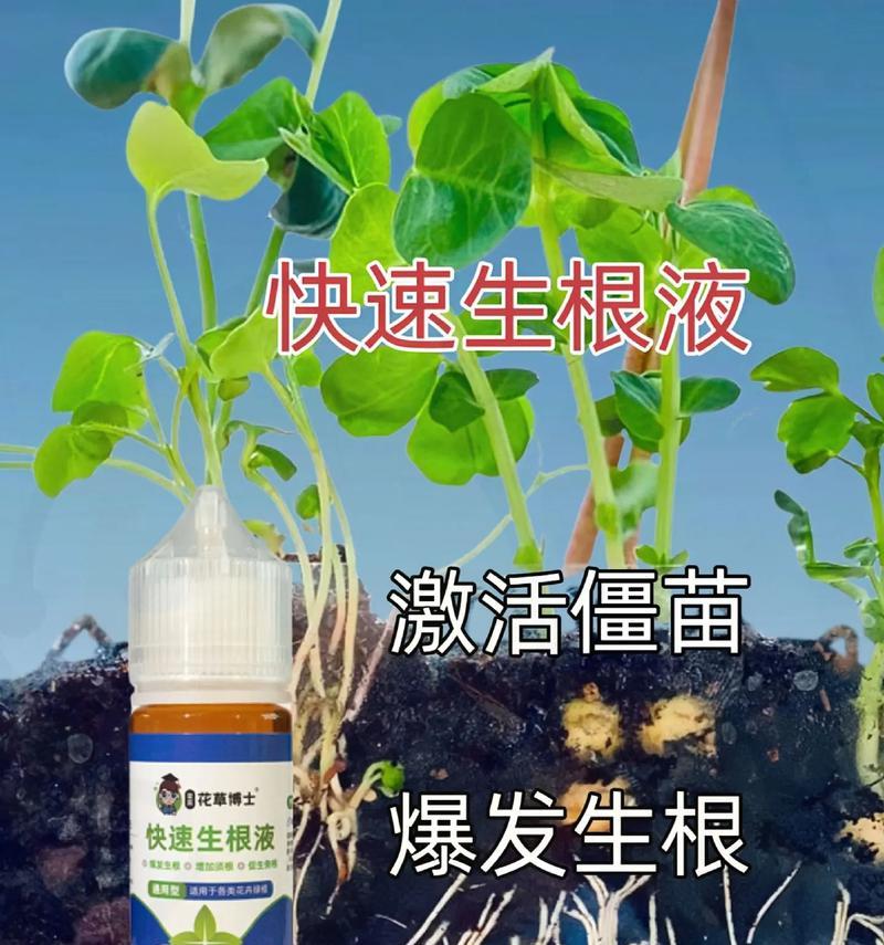 植物快速生根的秘诀是什么？
