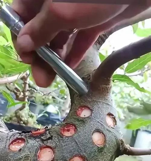 植物快速生根的秘诀是什么？