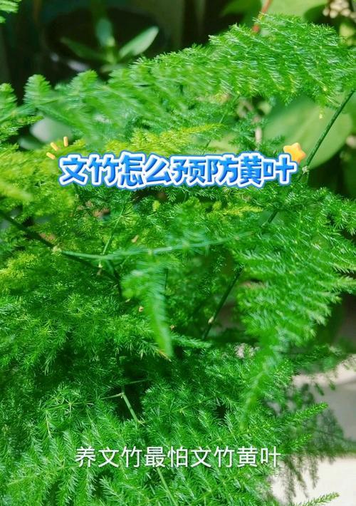 文竹的养殖技巧是什么？如何避免文竹黄叶？