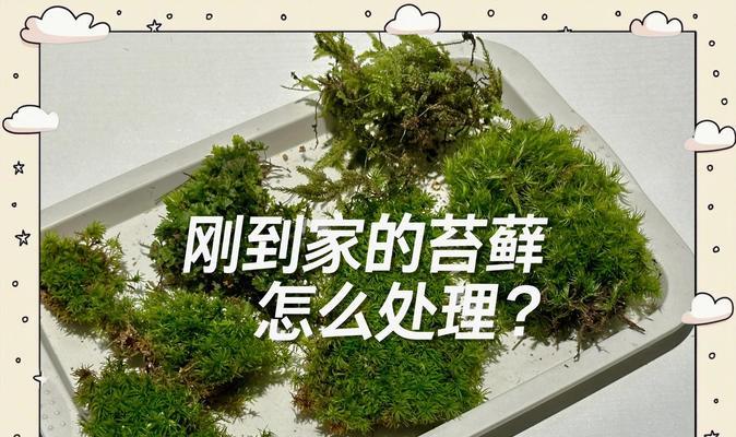 苔藓的培育技巧有哪些？苔藓培育过程中应注意哪些问题？
