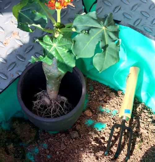 苔藓的培育技巧有哪些？苔藓培育过程中应注意哪些问题？