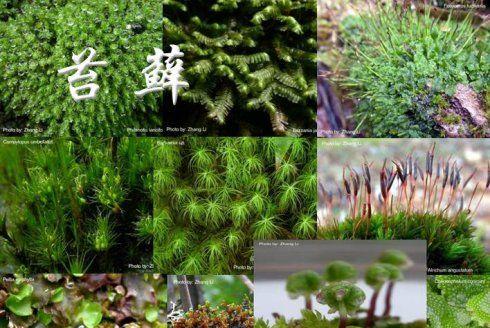 苔藓的培育技巧有哪些？苔藓培育过程中应注意哪些问题？