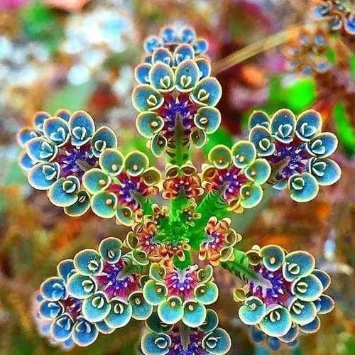 长寿的植物有哪些？哪些植物寿命最长？