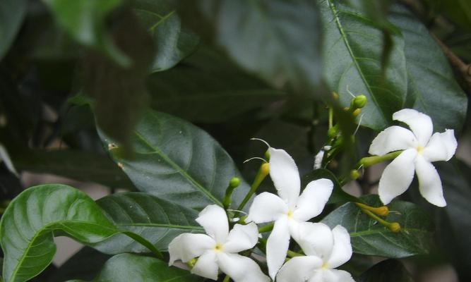 非洲茉莉的开花时间是什么时候？