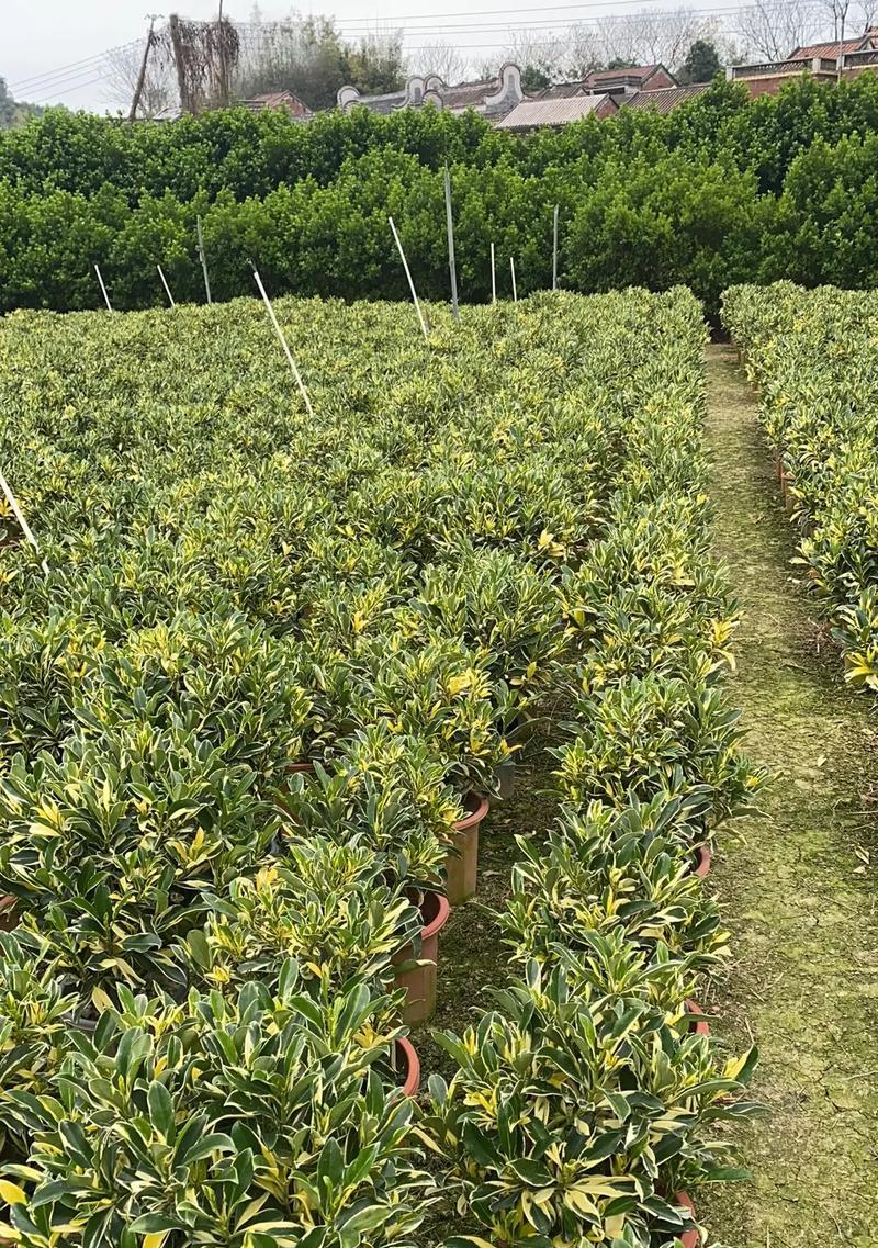 非洲茉莉的开花时间是什么时候？