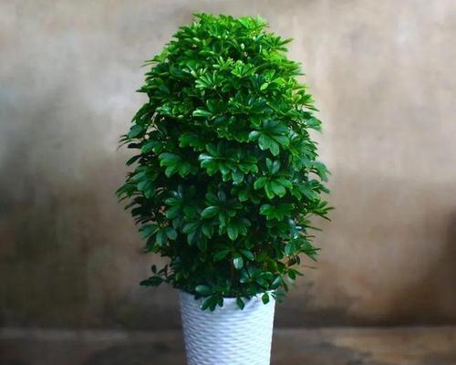 哪些盆景植物喜阳？如何为喜阳盆景提供充足光照？