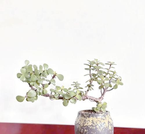 哪些盆景植物喜阳？如何为喜阳盆景提供充足光照？