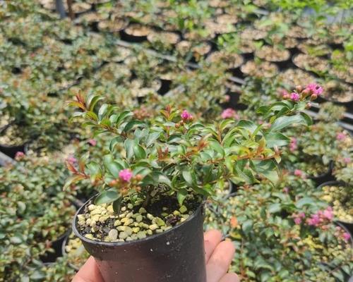 哪些盆景植物喜阳？如何为喜阳盆景提供充足光照？