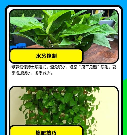 水中绿萝的养护技巧有哪些？