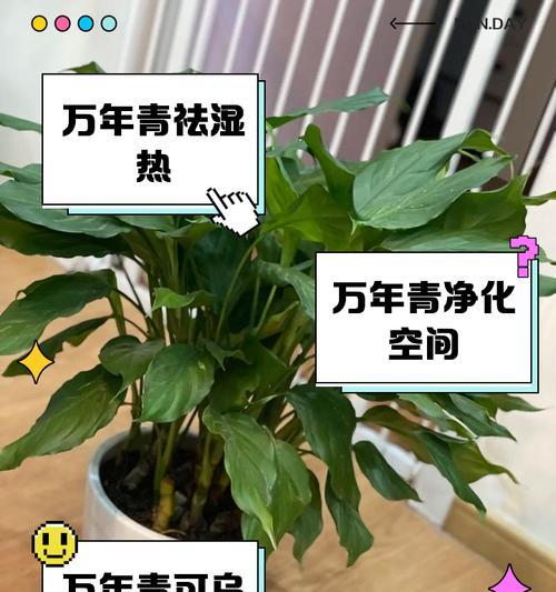 万年青怎么种？种植万年青的正确步骤是什么？