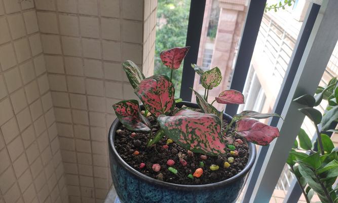 万年青怎么种？种植万年青的正确步骤是什么？
