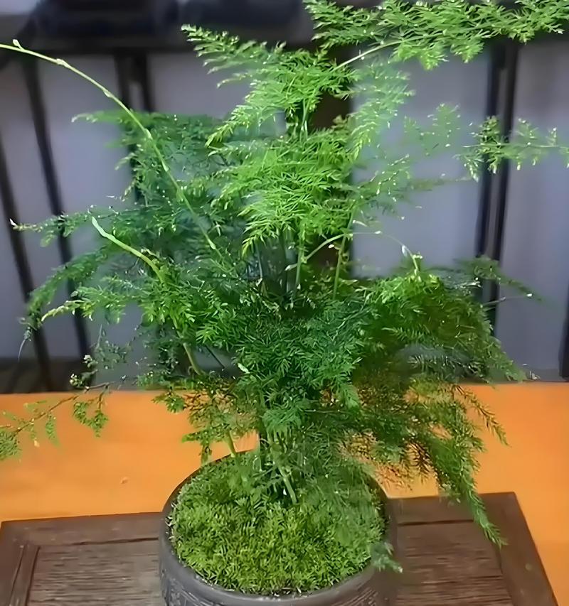 植物为什么需要浇水？多久浇一次水合适？