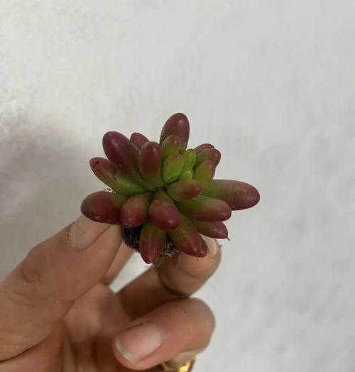 植物为什么需要浇水？多久浇一次水合适？