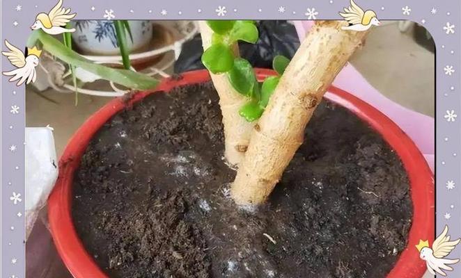 植物为什么需要浇水？多久浇一次水合适？