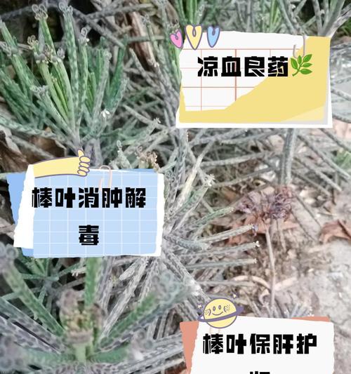 大叶落地生根修剪技巧有哪些？