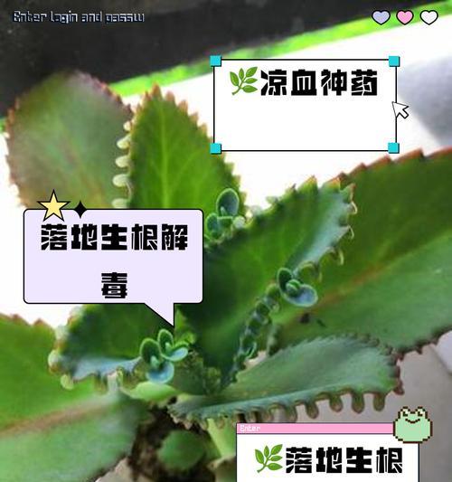 大叶落地生根修剪技巧有哪些？