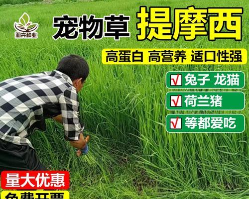 猫尾草有什么作用？它的用途和养殖方法是什么？