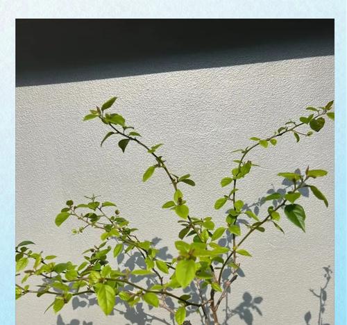 三角梅修剪技巧有哪些？如何修剪三角梅才能促进开花？