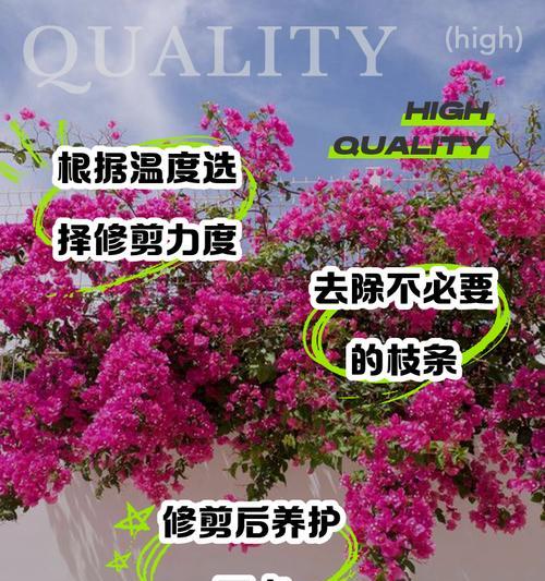 三角梅修剪技巧有哪些？如何修剪三角梅才能促进开花？