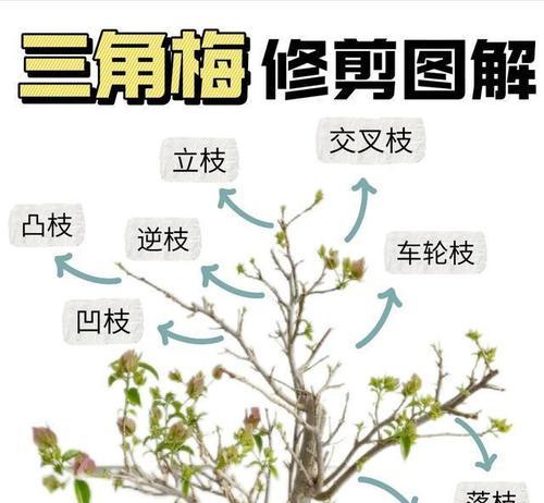 三角梅修剪技巧有哪些？如何修剪三角梅才能促进开花？